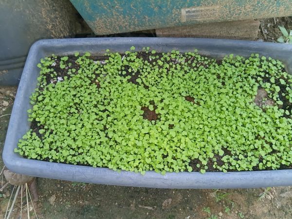 Identificação da planta Lágrima-de-bebê por foto