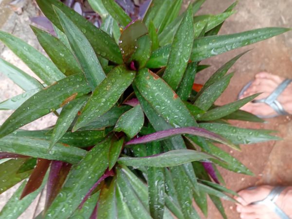 Identificação da planta Abacaxi-roxo por foto
