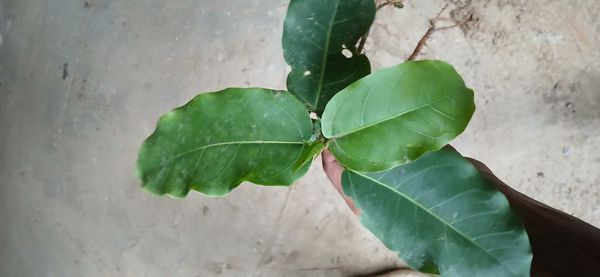Identificação da planta Gameleira por foto