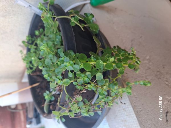 Identificação da planta Dinheiro em penca por foto
