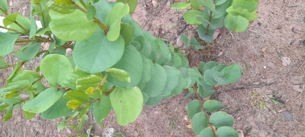 Identificação da planta Araticum por foto