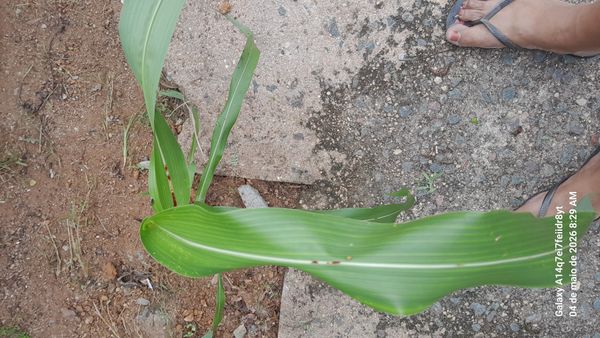 Identificação da planta Milho por foto