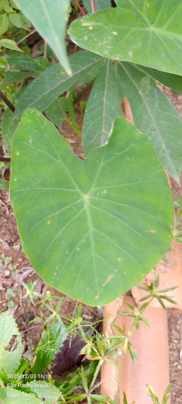 Identificação da planta Taioba por foto
