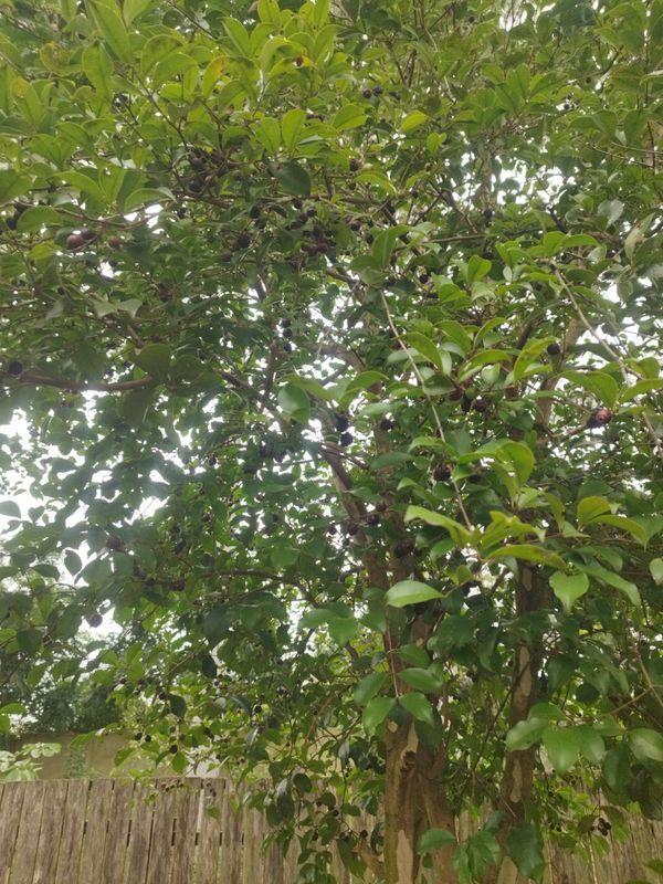Identificação da planta Araçauna por foto