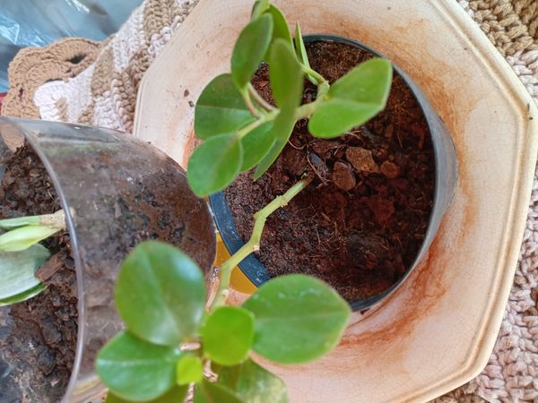Identificação da planta Peperomia limão por foto