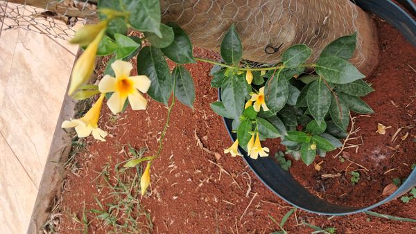 Identificação da planta Alamanda por foto