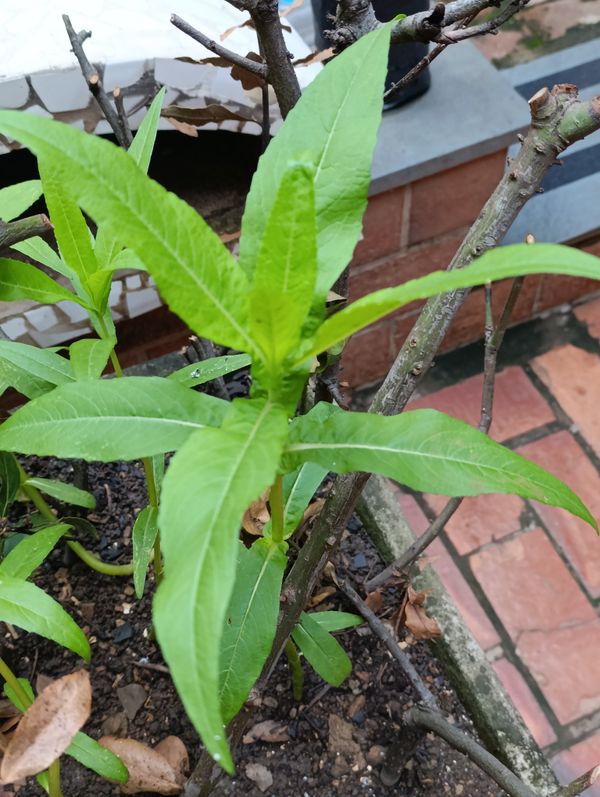 Identificação da planta níger por foto