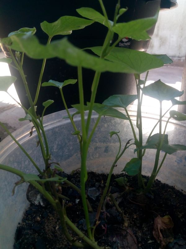 Identificação da planta Batata-doce por foto