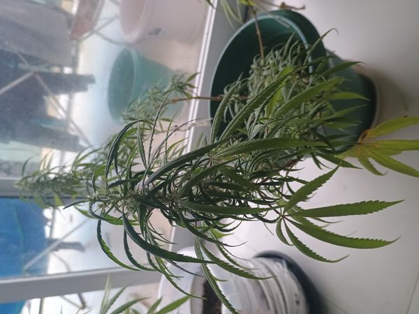 Identificação da planta Maconha por foto