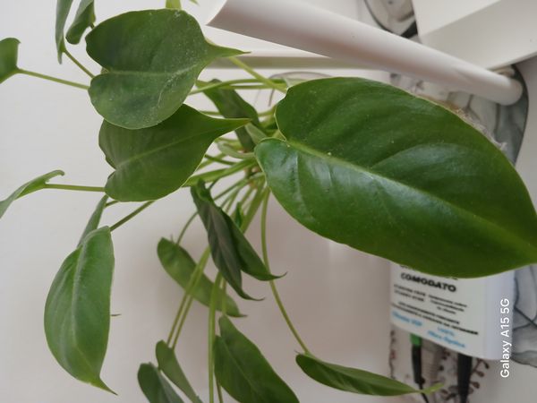 Identificação da planta Imbé por foto