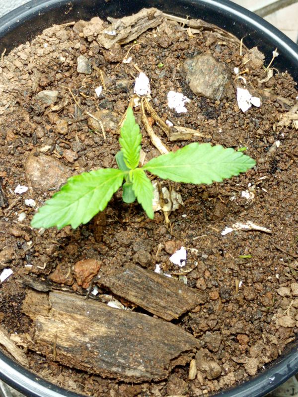Identificação da planta Chanana por foto