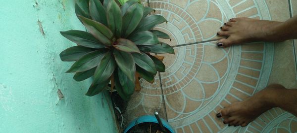 Identificação da planta Dracena por foto