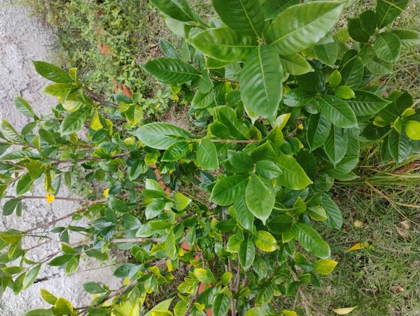 Identificação da planta Jasmim-do-cabo por foto