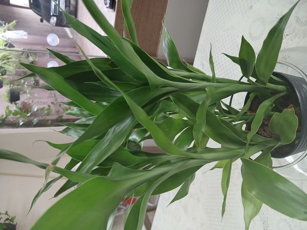 Identificação da planta Bambu da Sorte por foto