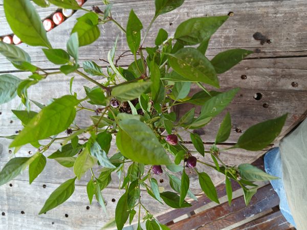 Identificação da planta Malagueta por foto