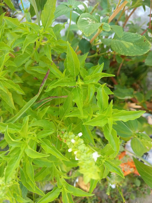 Identificação da planta Manjericão por foto