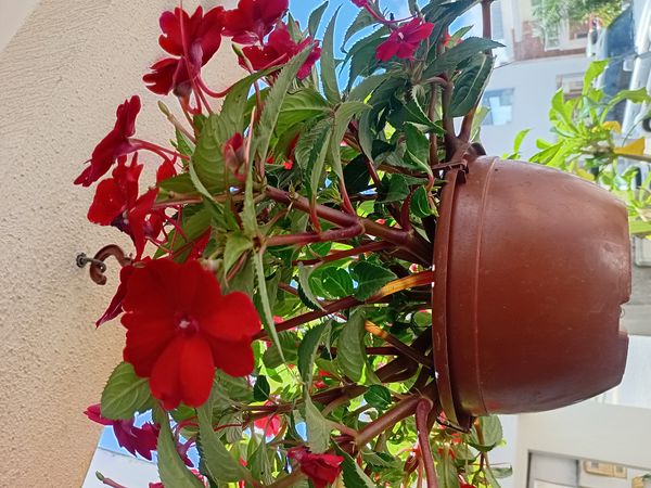 Identificação da planta Beijinho por foto