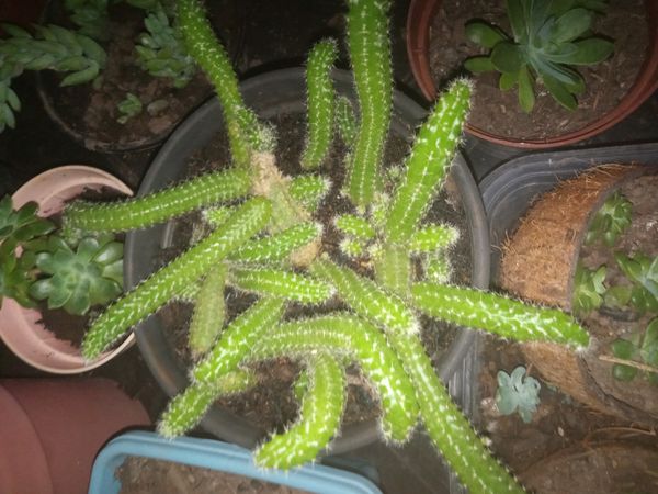 Identificação da planta Cacto-amendoim por foto