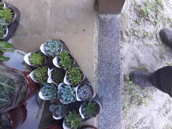 Identificação da planta Glauca por foto