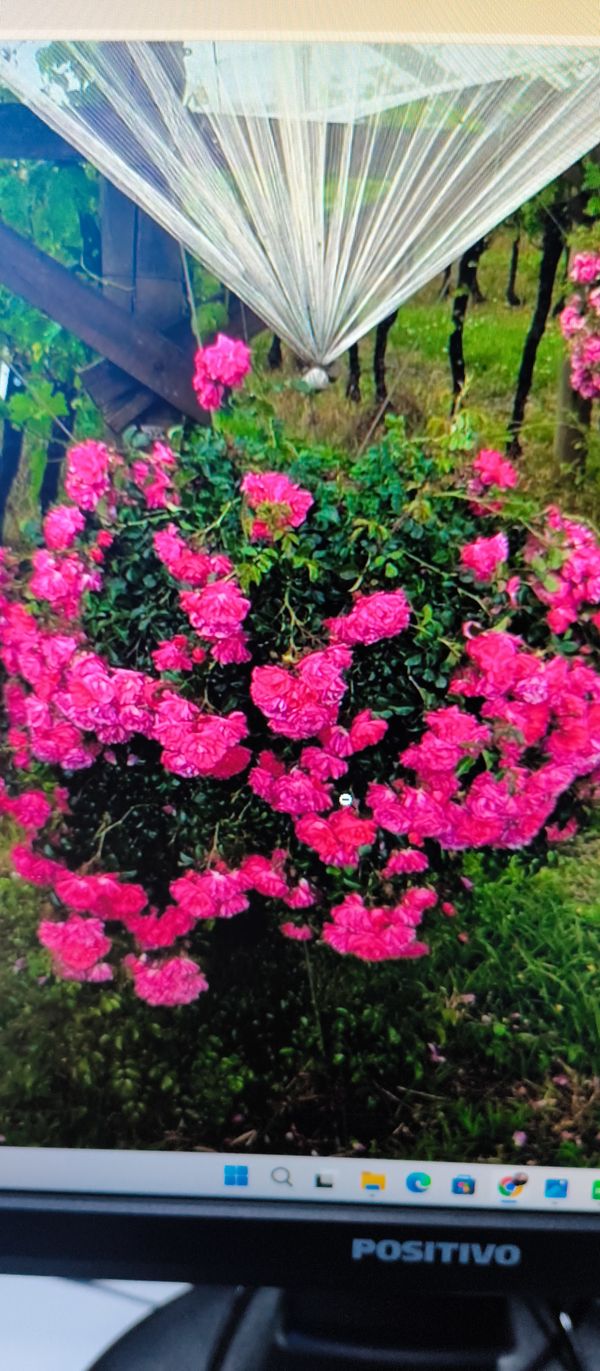 Identificação da planta Rosa vermelha por foto