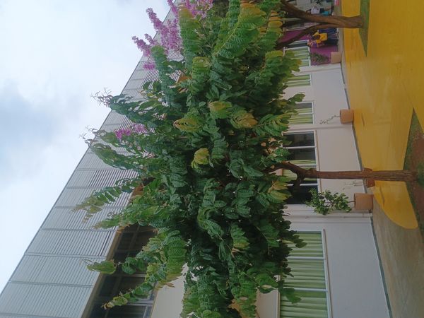 Identificação da planta Resedá-flor-da-rainha por foto