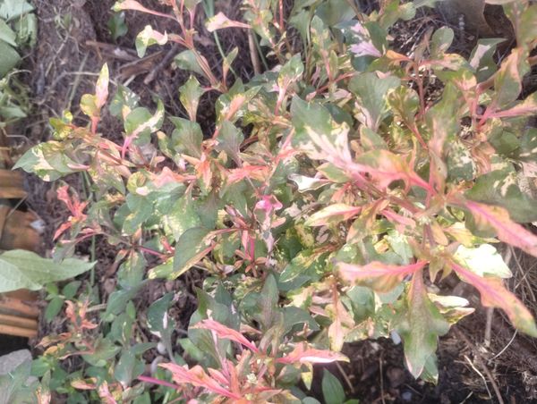 Identificação da planta Piriquito por foto