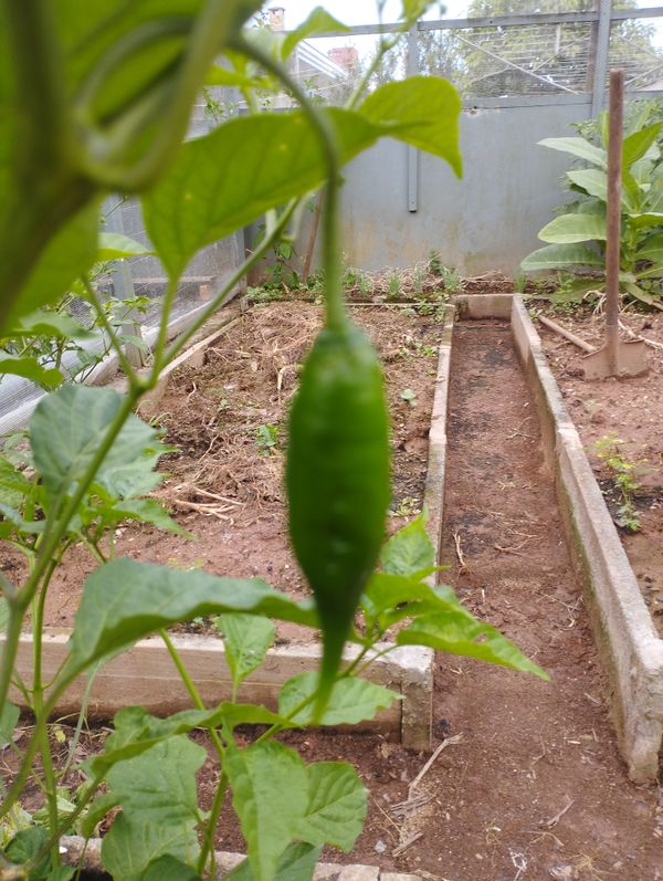 Identificação da planta Pimenta-de-cheiro por foto