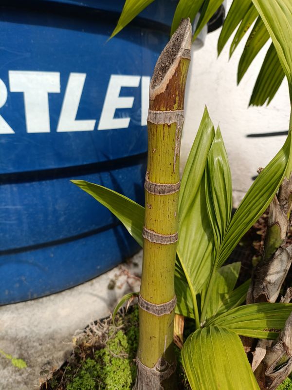 Identificação da planta areca por foto