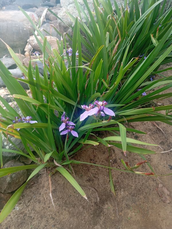 Identificação da planta Sete-sangrias por foto