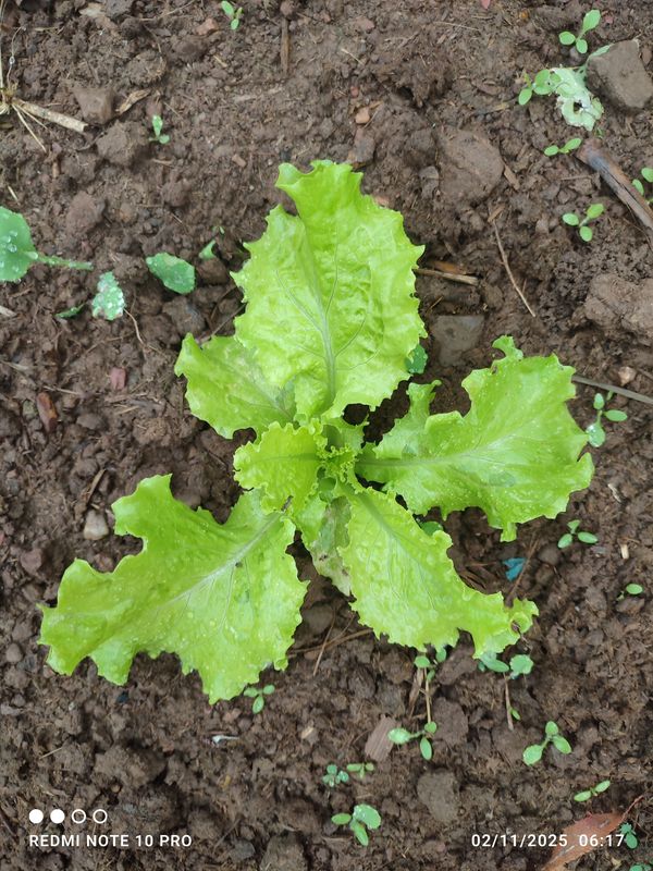 Identificação da planta Alface por foto