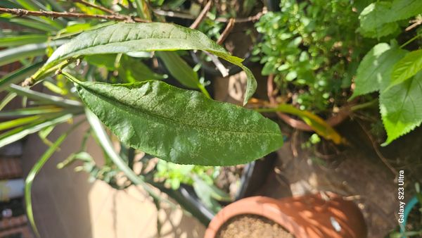 Identificação da planta Pêssego por foto