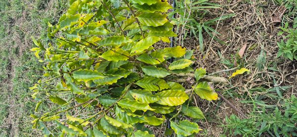 Identificação da planta Café por foto