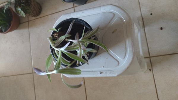 Identificação da planta Abacaxi-roxo por foto
