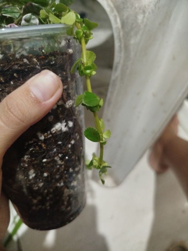 Identificação da planta Dinheiro em penca por foto