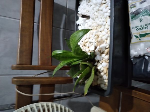 Identificação da planta Espada de São Jorge por foto