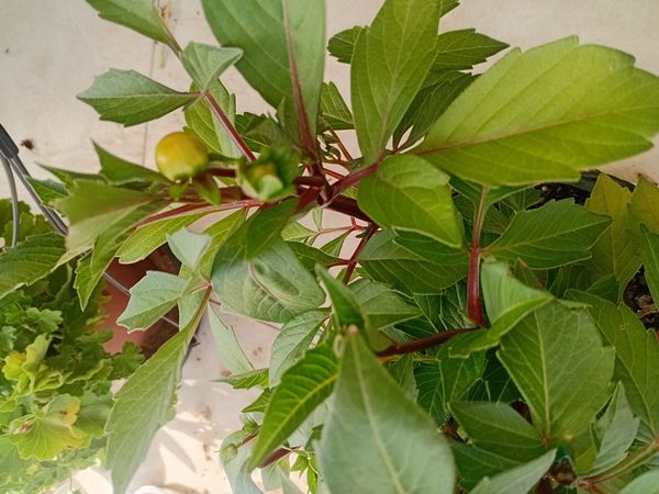 Identificação da planta Dália por foto
