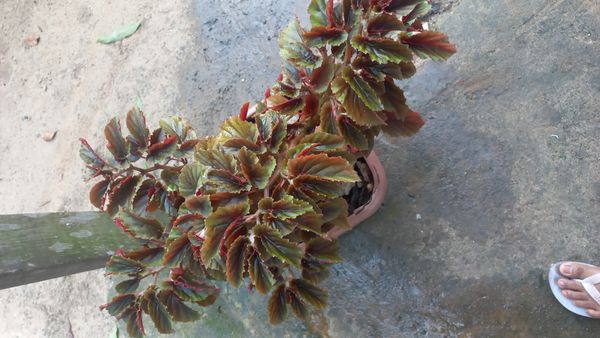 Identificação da planta Begônia por foto