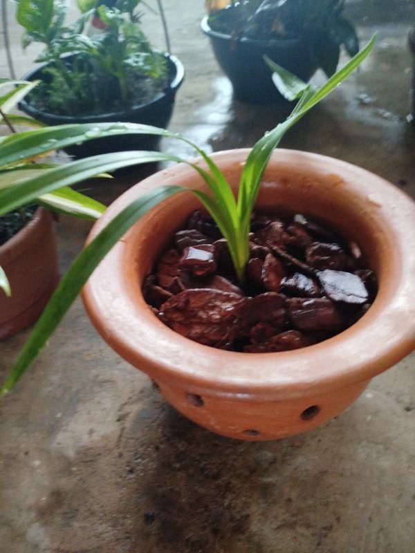 Identificação da planta Pandano por foto