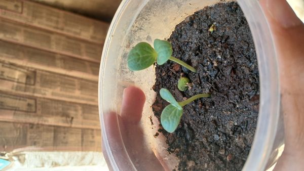 Identificação da planta Pepino por foto