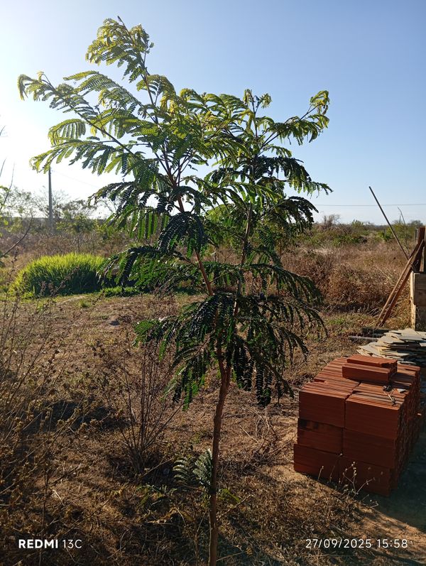 Identificação da planta acácia-de-espigas por foto