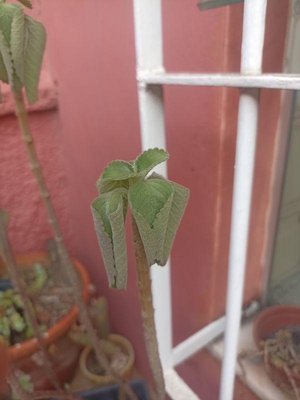 Identificação da planta Boldo por foto