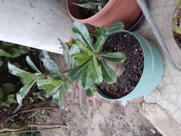 Identificação da planta Rosa do deserto por foto