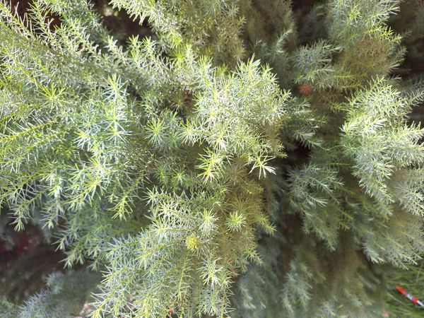 Identificação da planta Pinheiro-do-japão por foto