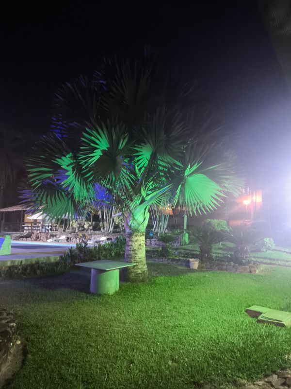 Identificação da planta Palmeira-bismarck por foto