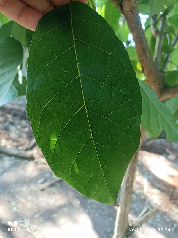 Identificação da planta Gabiroba por foto