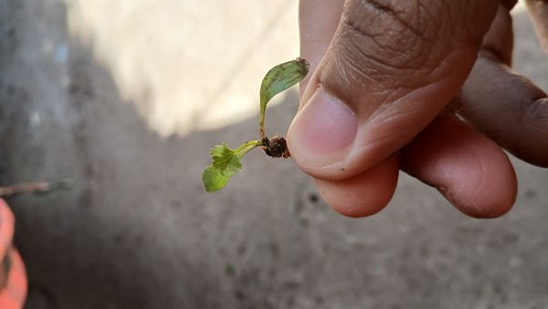 Identificação da planta Coentro por foto
