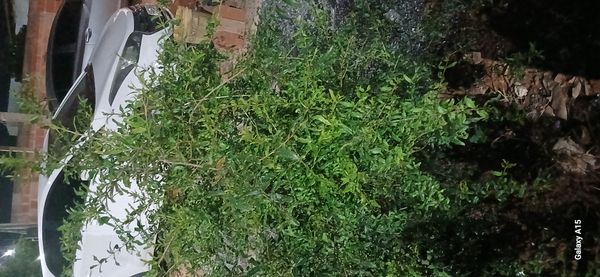 Identificação da planta Romã por foto