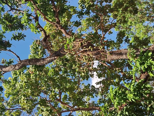 Identificação da planta Pequi por foto