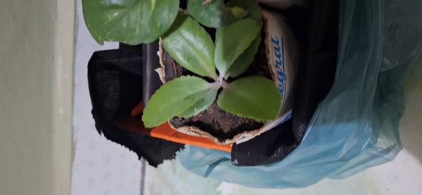 Identificação da planta Orelha de burro por foto