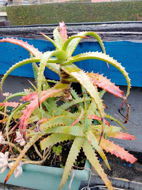 Identificação da planta Babosa por foto